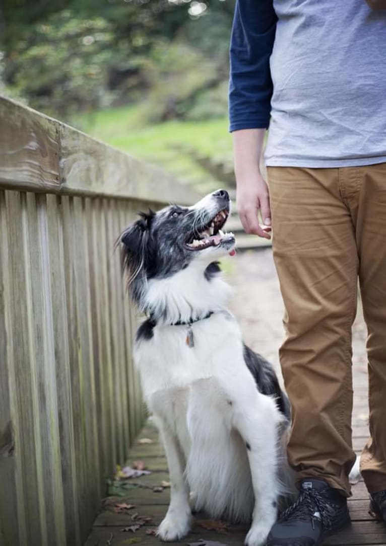 Geno, a Shetland Sheepdog and Chow Chow mix tested with EmbarkVet.com