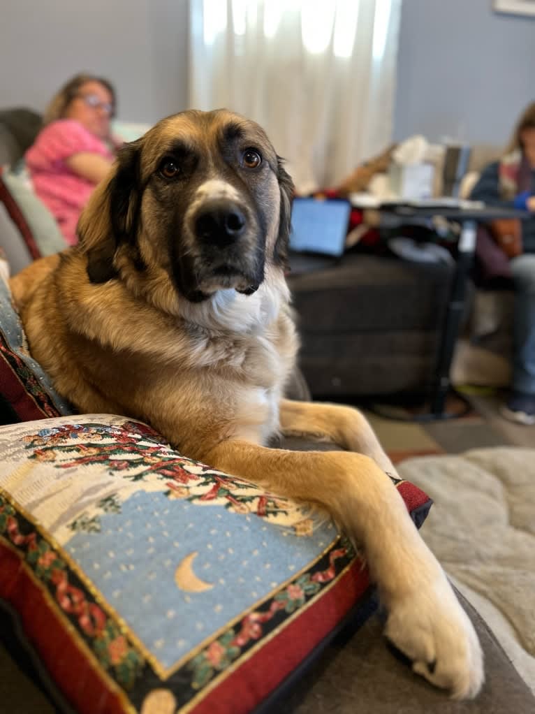 Maverick, a Great Pyrenees and Anatolian Shepherd Dog mix tested with EmbarkVet.com