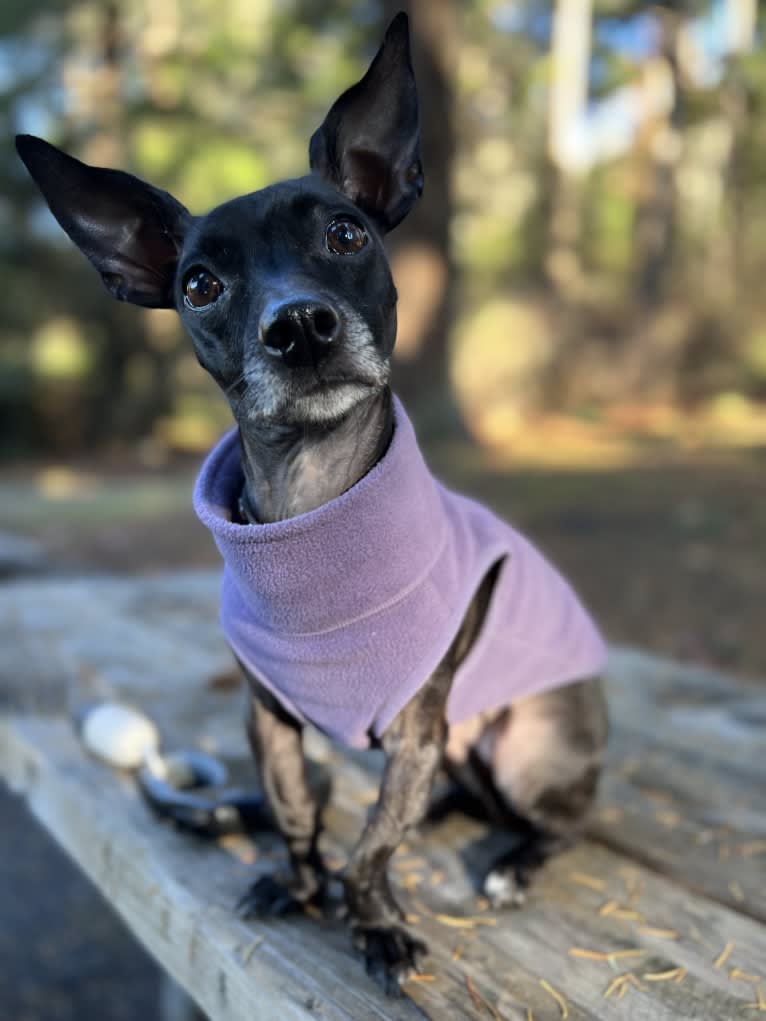 Fay, a Rat Terrier and Chihuahua mix tested with EmbarkVet.com