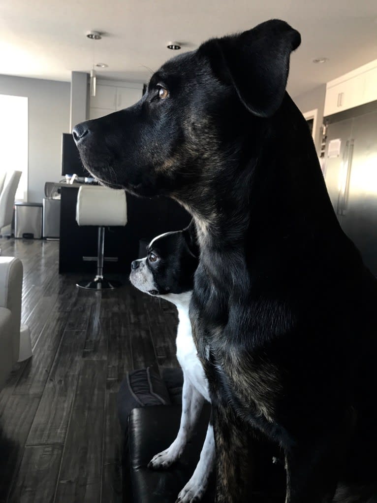 Bruno, a Rottweiler and Siberian Husky mix tested with EmbarkVet.com