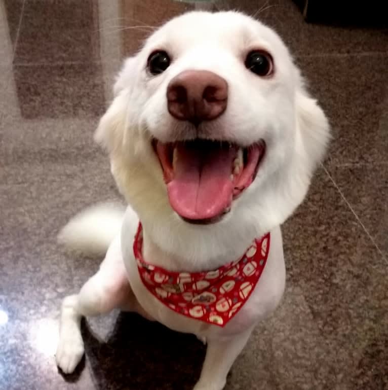 Yina, a Formosan Mountain Dog tested with EmbarkVet.com