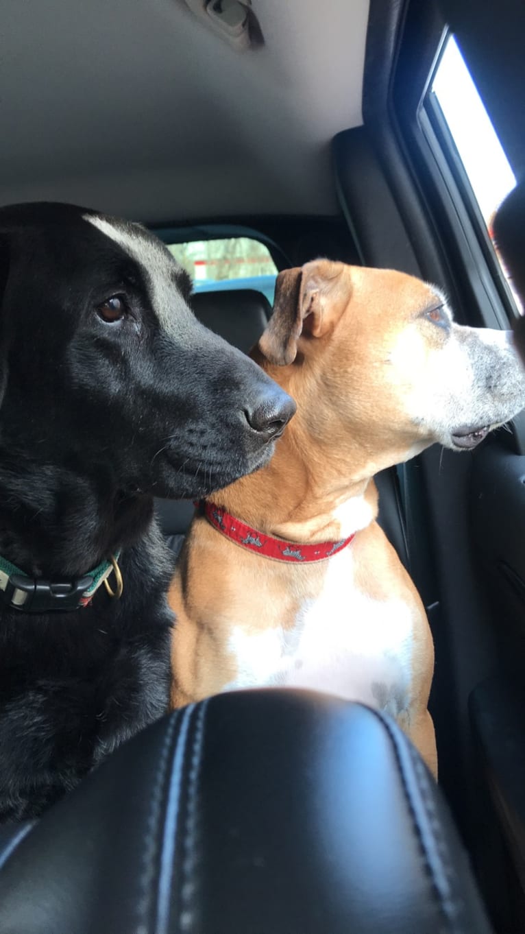 Bear, a Labrador Retriever and German Shepherd Dog mix tested with EmbarkVet.com