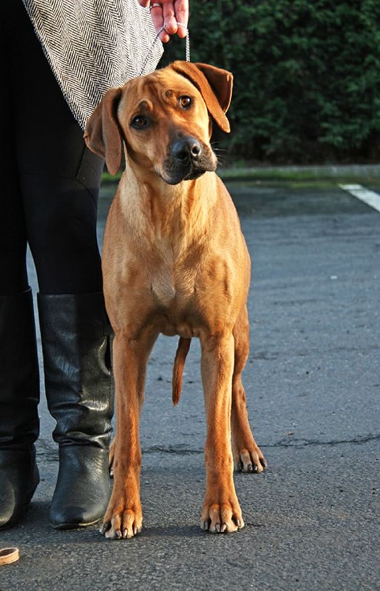 Keira, a Rhodesian Ridgeback tested with EmbarkVet.com