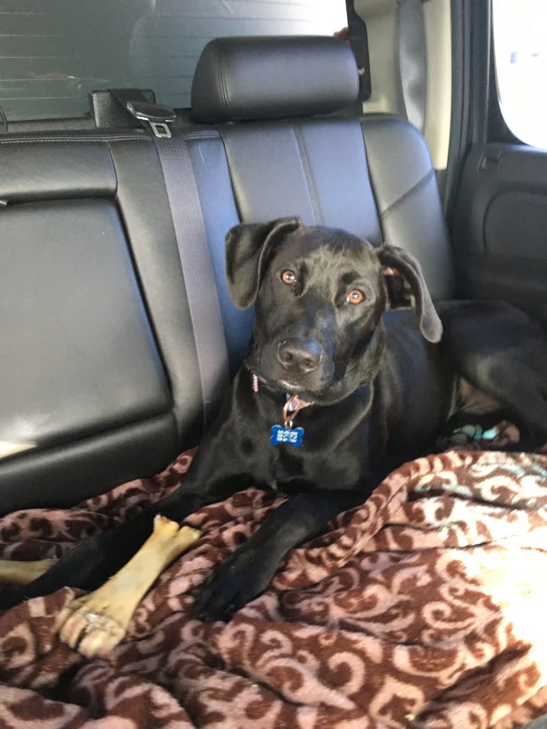 Theo, a Dalmatian and German Shepherd Dog mix tested with EmbarkVet.com