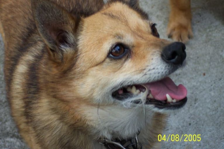 Lassie, a Pomeranian and Rat Terrier mix tested with EmbarkVet.com