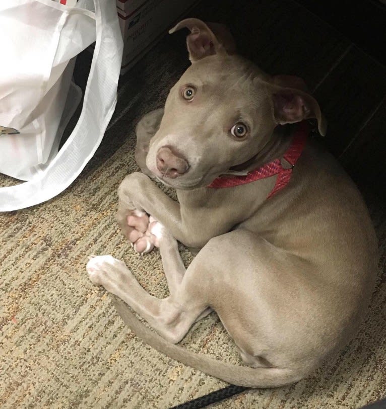 Mira, an American Pit Bull Terrier and American Bulldog mix tested with EmbarkVet.com