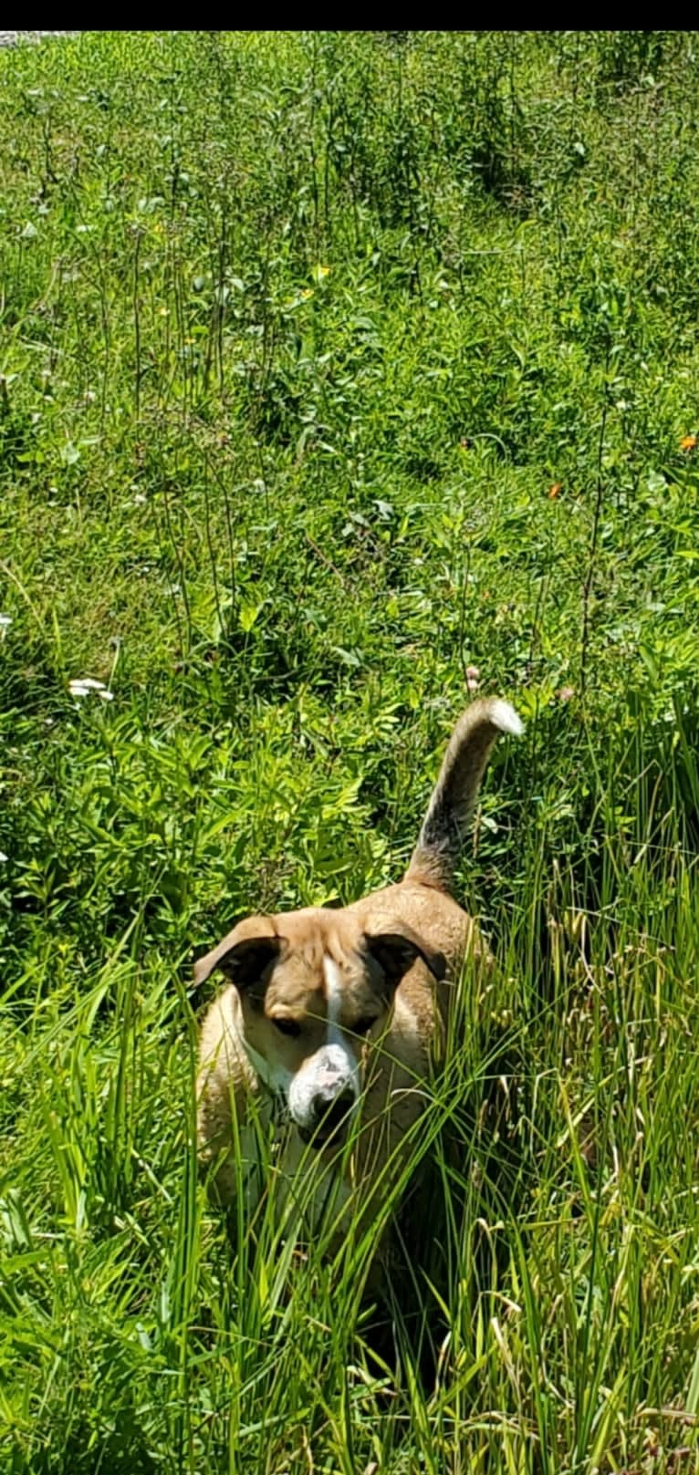 Chopper, a Bulldog and Border Collie mix tested with EmbarkVet.com