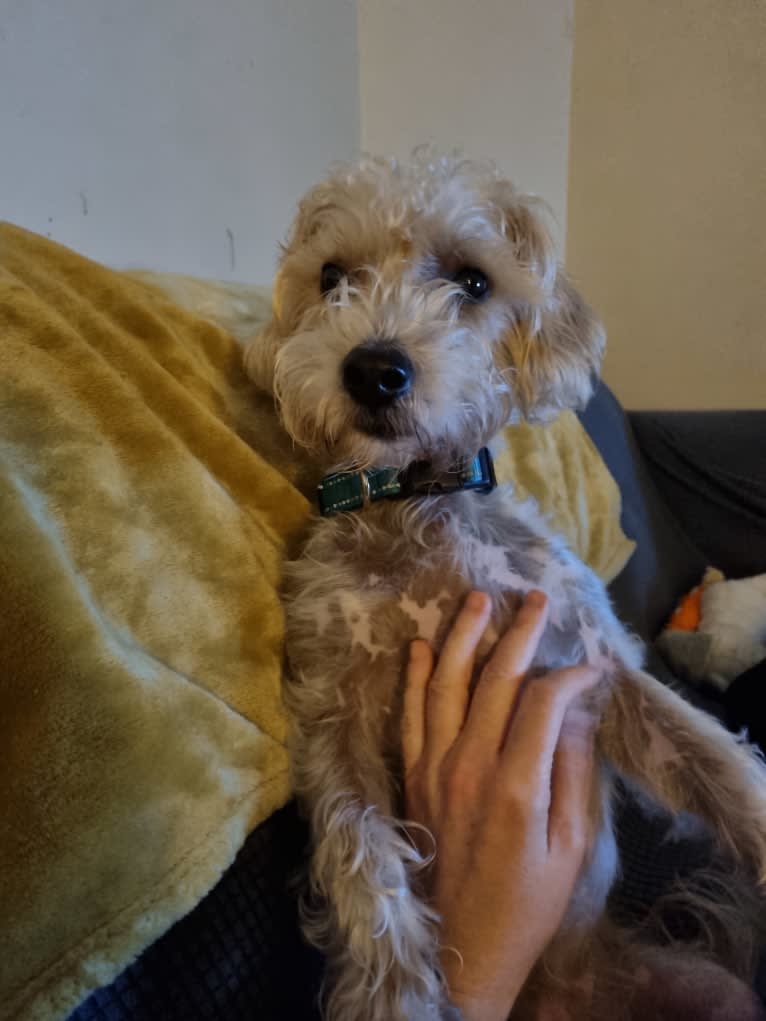 Scruffy Murphy, a Russell-type Terrier and Bichon Frise mix tested with EmbarkVet.com