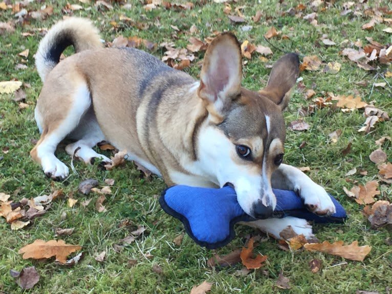 Bella, an Eastern European Village Dog tested with EmbarkVet.com