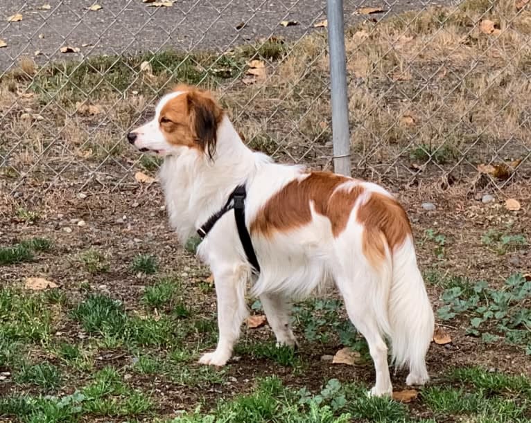 Cooper, a Nederlandse Kooikerhondje tested with EmbarkVet.com