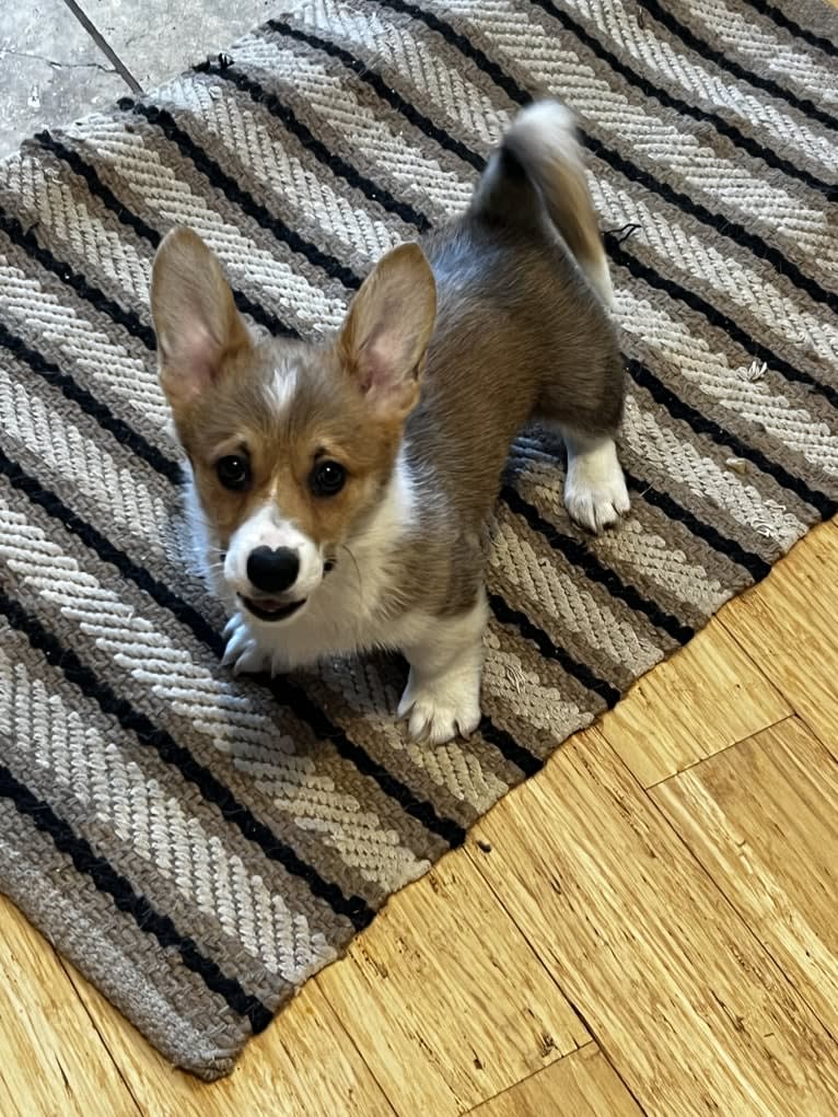 Keely, a Pembroke Welsh Corgi tested with EmbarkVet.com
