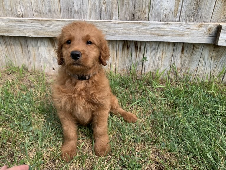 Gray Collar, a Goldendoodle tested with EmbarkVet.com