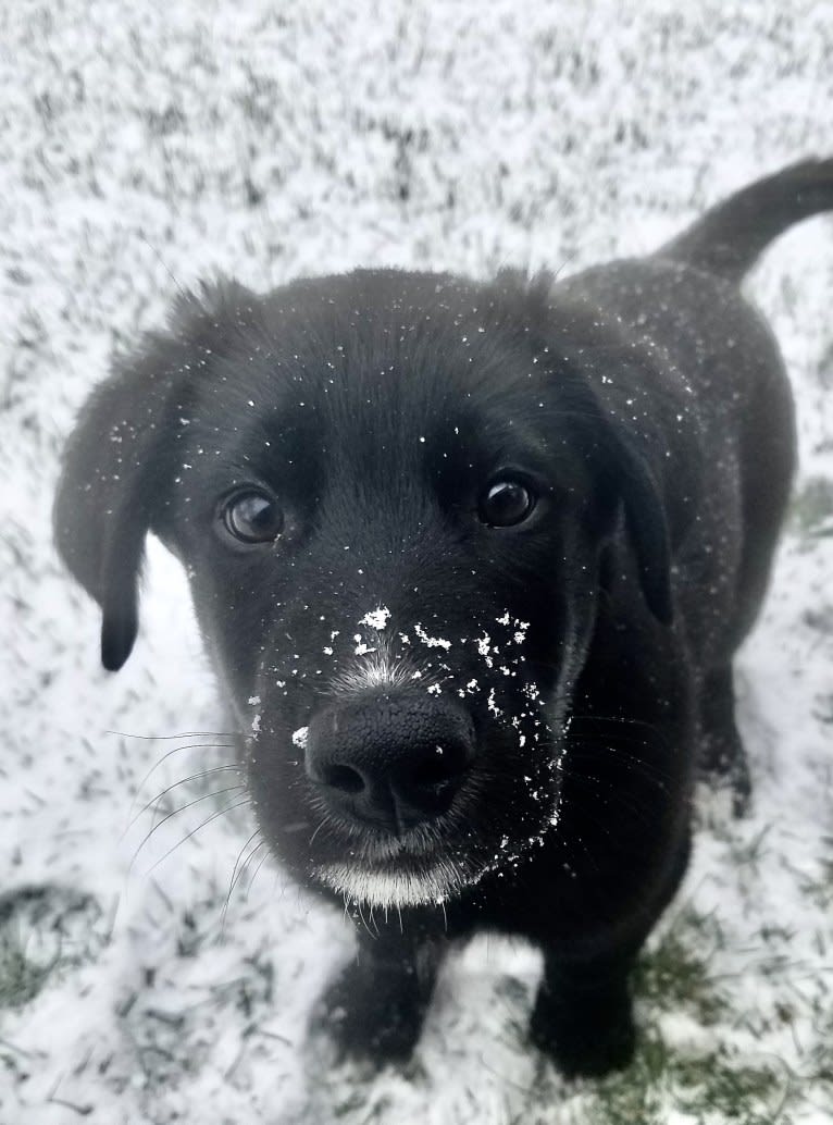 Kodiak, a German Shepherd Dog and Great Pyrenees mix tested with EmbarkVet.com