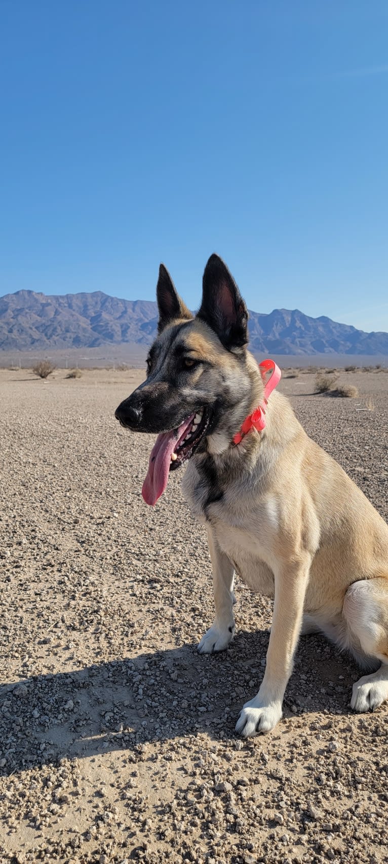 Ripley, a Belgian Malinois and Siberian Husky mix tested with EmbarkVet.com