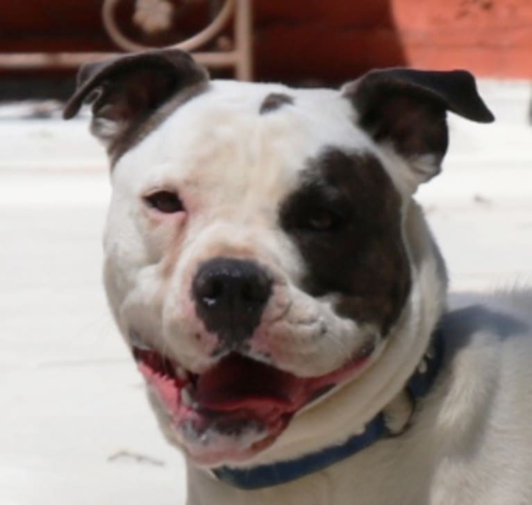 Rosa, an American Bulldog tested with EmbarkVet.com