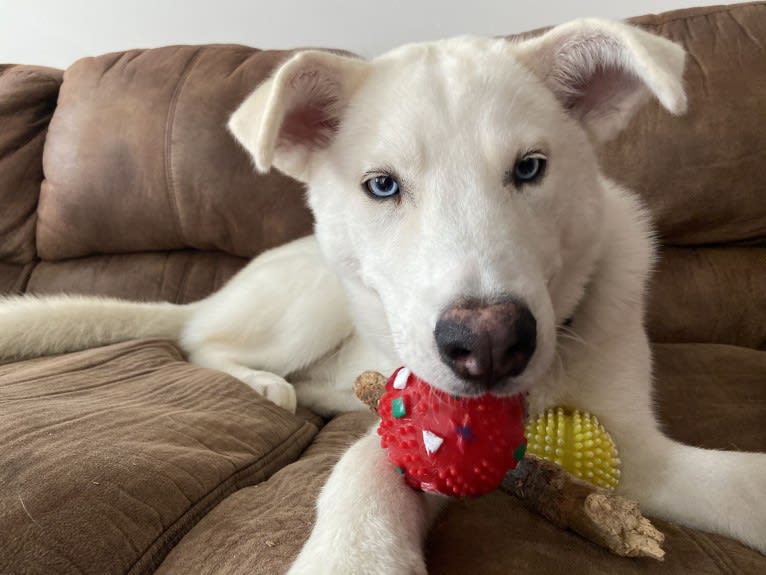 Dash, a Gerberian Shepsky (12.7% unresolved) tested with EmbarkVet.com