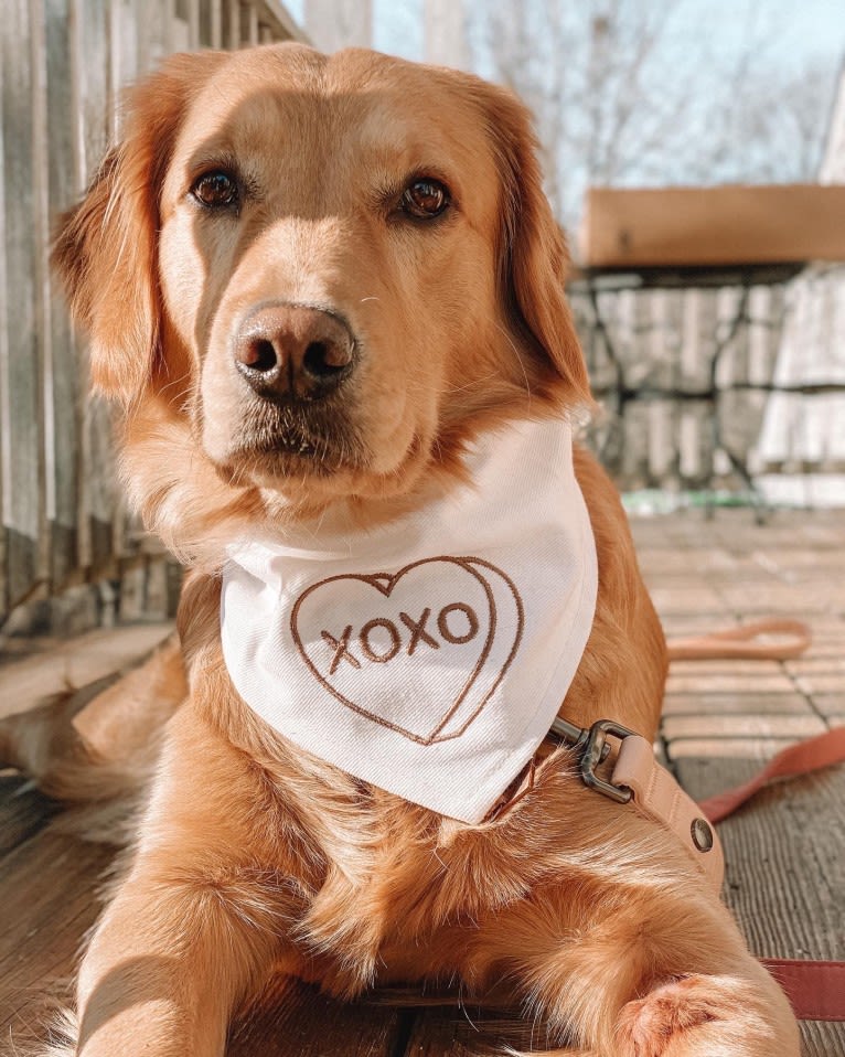 Marley, a Golden Retriever tested with EmbarkVet.com