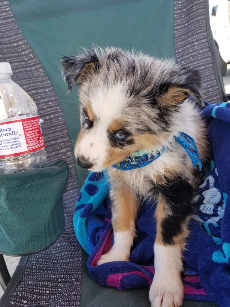 Ellie Einstein Cow Creek Aussies, an Australian Shepherd tested with EmbarkVet.com