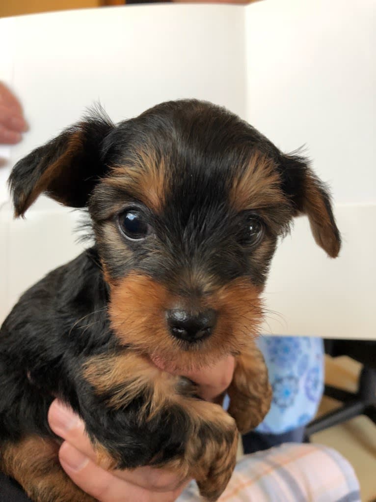 Bentley, a Yorkshire Terrier tested with EmbarkVet.com