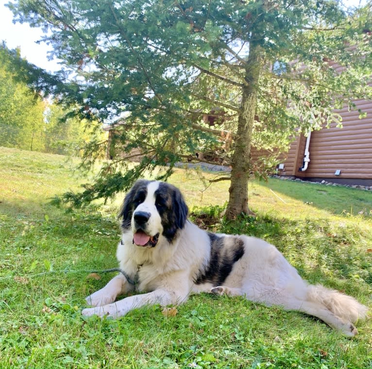 Cali, a Pyrenean Mastiff tested with EmbarkVet.com