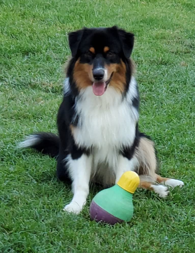 Champ Ice, an Australian Shepherd tested with EmbarkVet.com