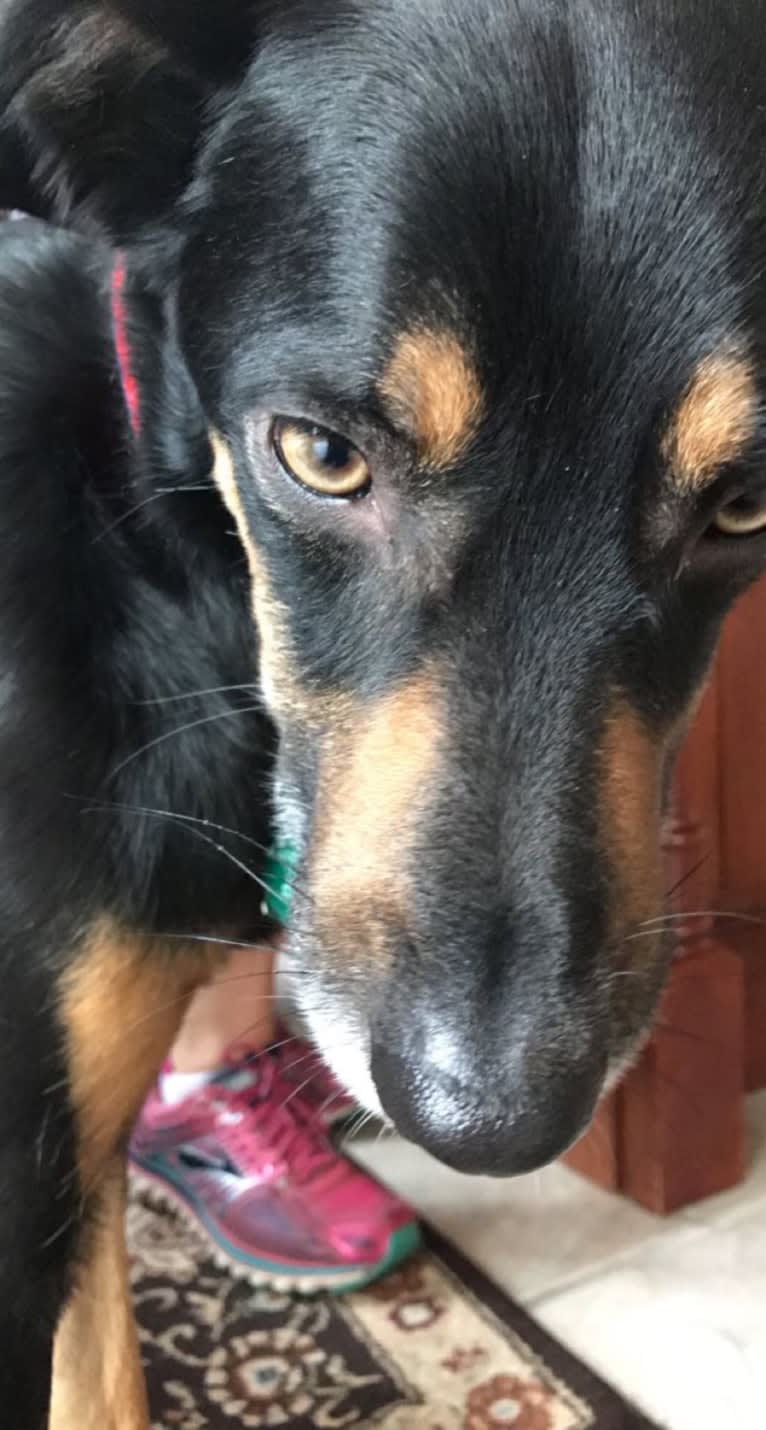 Luca, an American Village Dog tested with EmbarkVet.com
