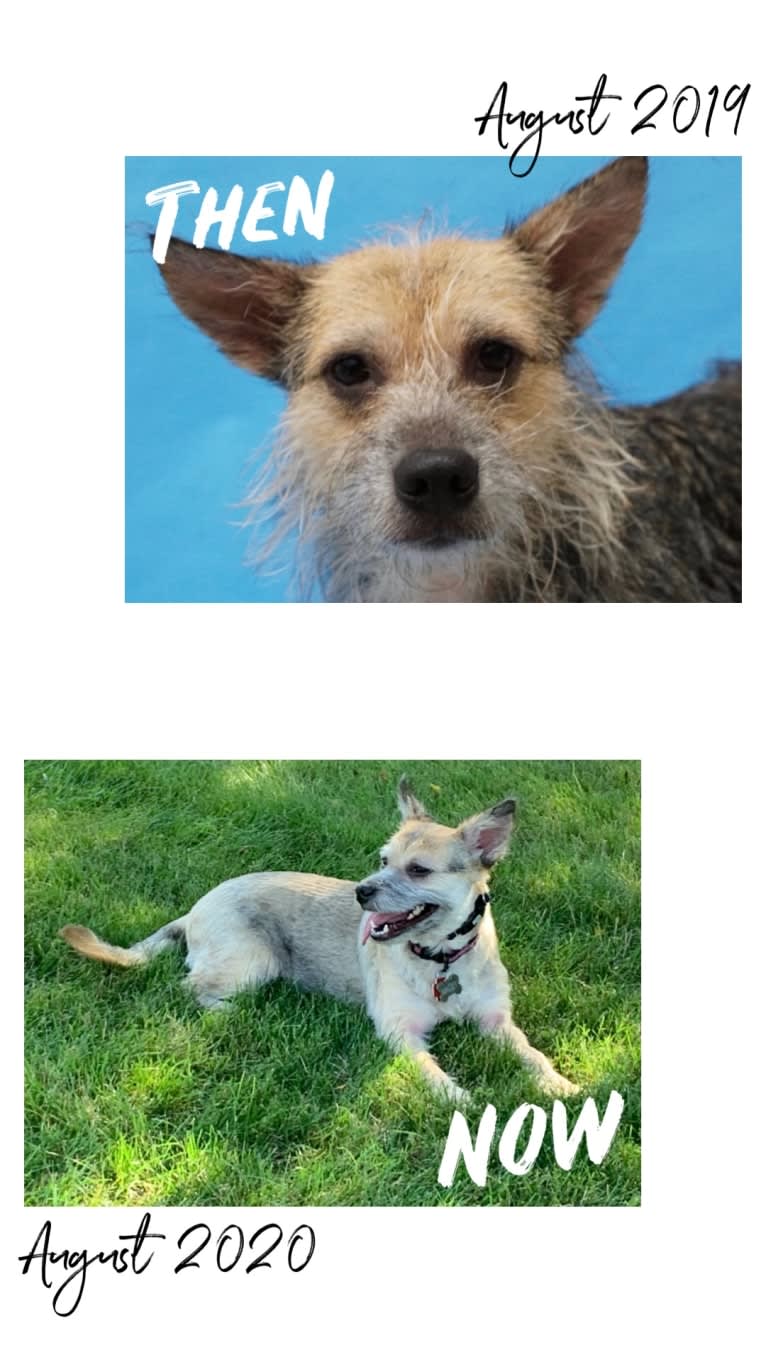 Macey, an Australian Cattle Dog and Chihuahua mix tested with EmbarkVet.com