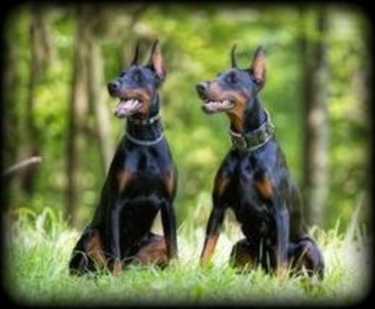 Thrill, a Doberman Pinscher tested with EmbarkVet.com