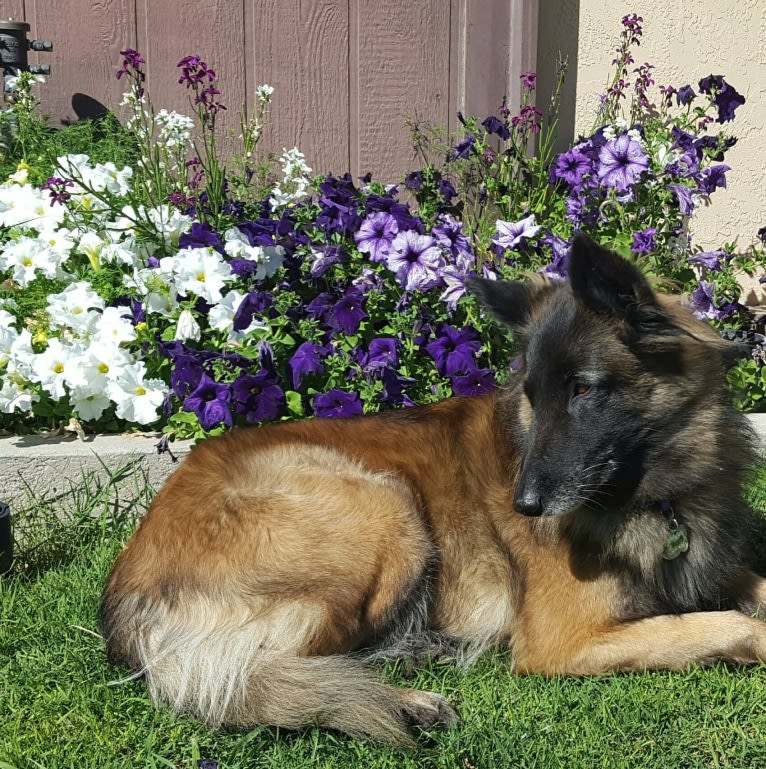 Sprite, a Belgian Shepherd tested with EmbarkVet.com