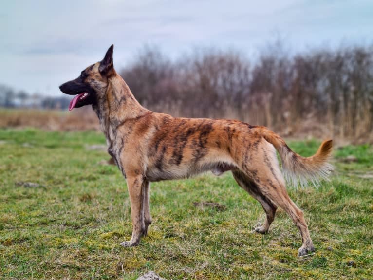 Xanu, a Dutch Shepherd and Belgian Malinois mix tested with EmbarkVet.com