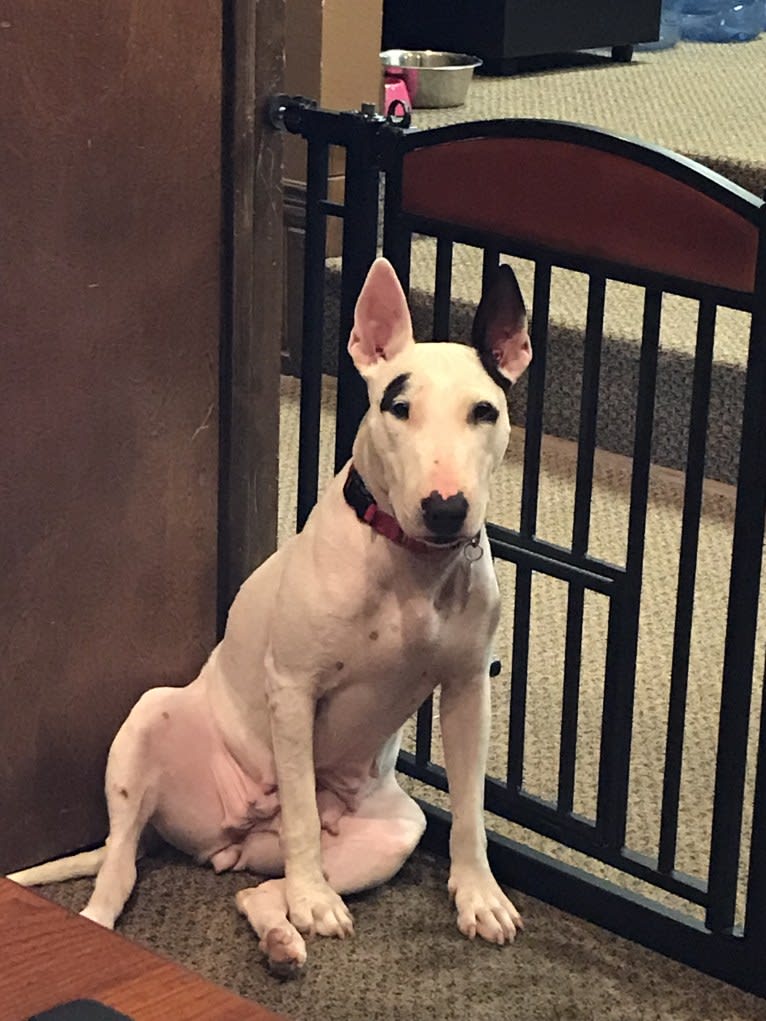 Miley, a Bull Terrier tested with EmbarkVet.com