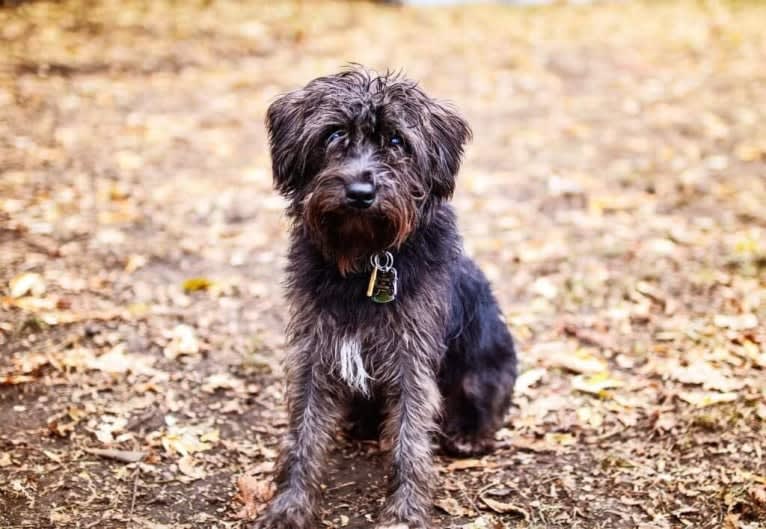 Poppy, a Miniature Schnauzer tested with EmbarkVet.com