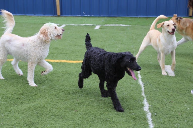 Beau, a Goldendoodle tested with EmbarkVet.com