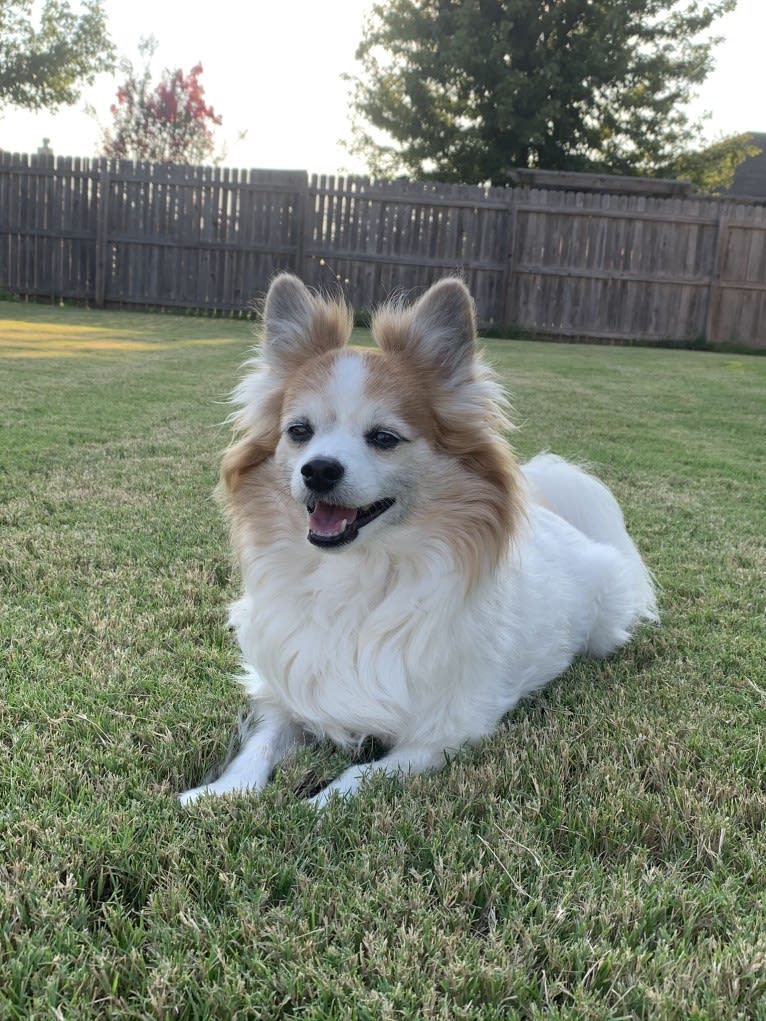 Ziggy, a Papillon and Maltese mix tested with EmbarkVet.com