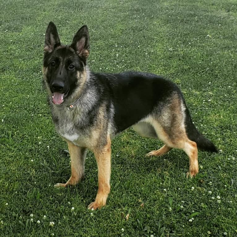 Dare, a German Shepherd Dog tested with EmbarkVet.com