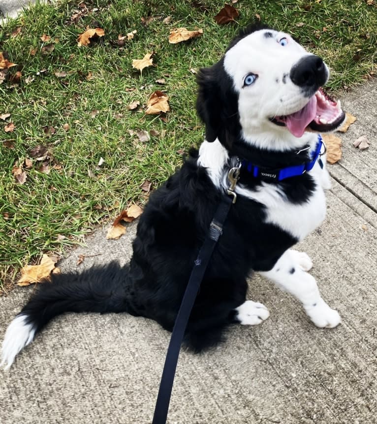 Elmer, a Siberian Husky and Great Dane mix tested with EmbarkVet.com