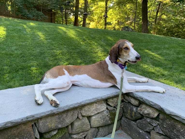 Zelley, a Treeing Walker Coonhound tested with EmbarkVet.com