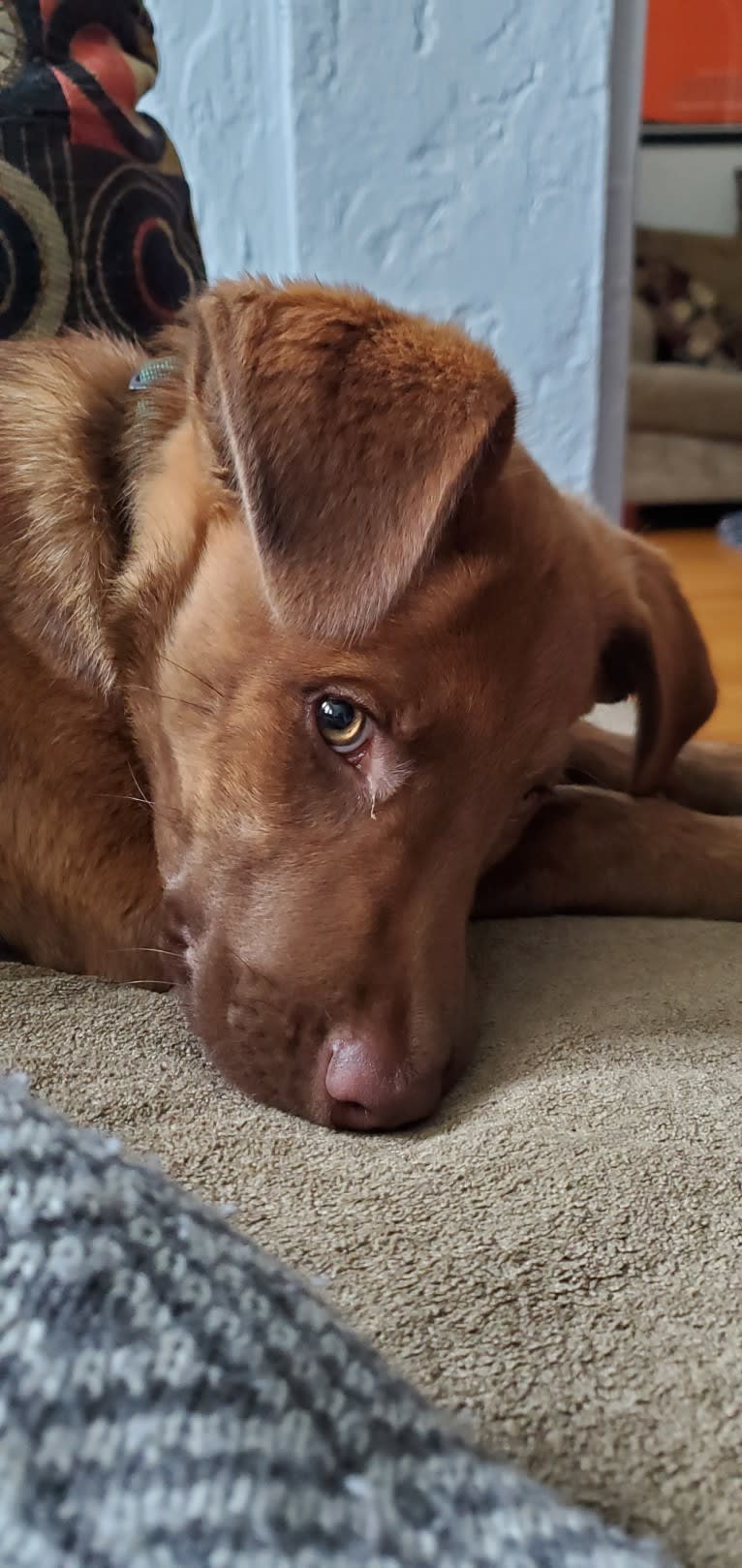 Frankie, an Australian Cattle Dog and Labrador Retriever mix tested with EmbarkVet.com