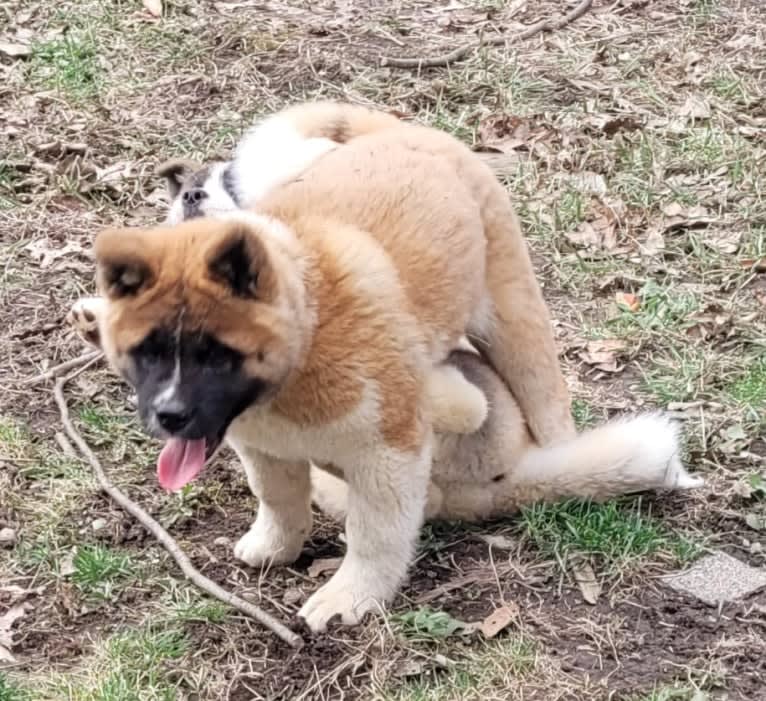 Geena, an Akita tested with EmbarkVet.com