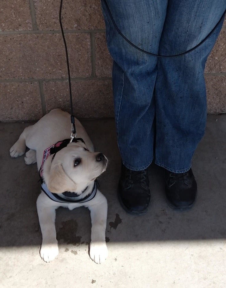 Missy, a Labrador Retriever tested with EmbarkVet.com