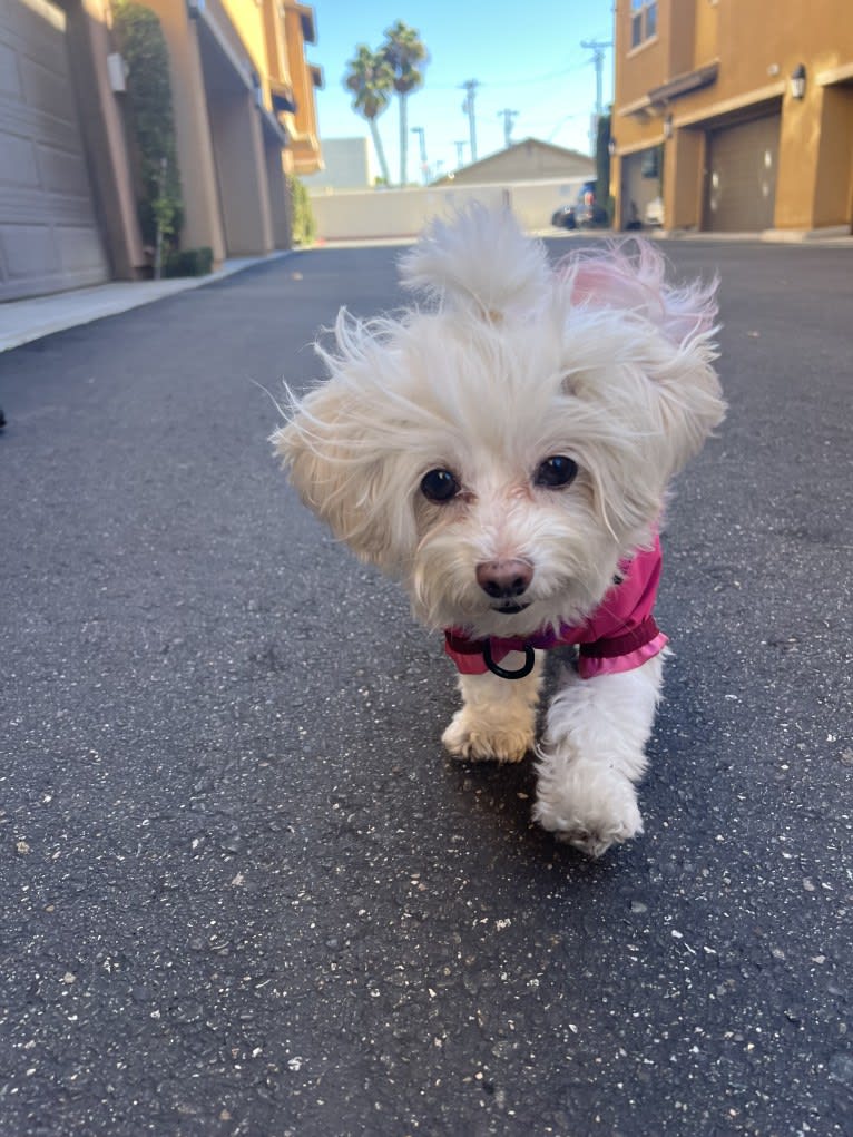 Harper, a Poodle (Small) and Maltese mix tested with EmbarkVet.com