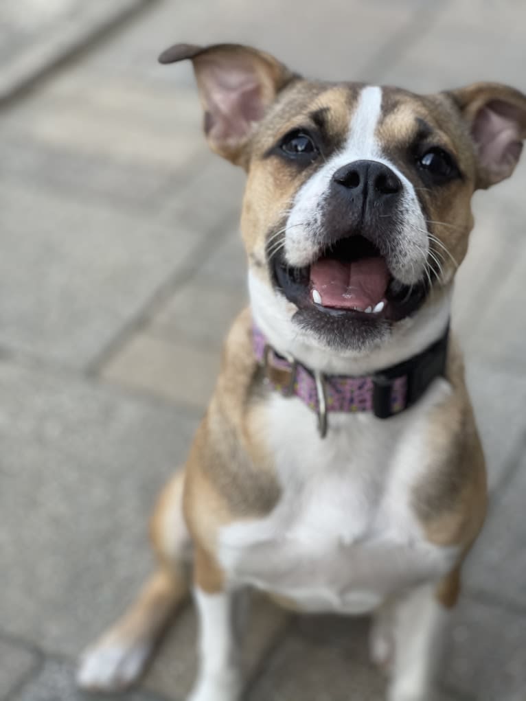 Lucy, a Boston Terrier and Bulldog mix tested with EmbarkVet.com