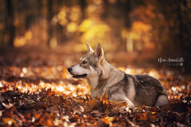 Cyrian Corvo Netis Tala, a Saarloos Wolfdog tested with EmbarkVet.com