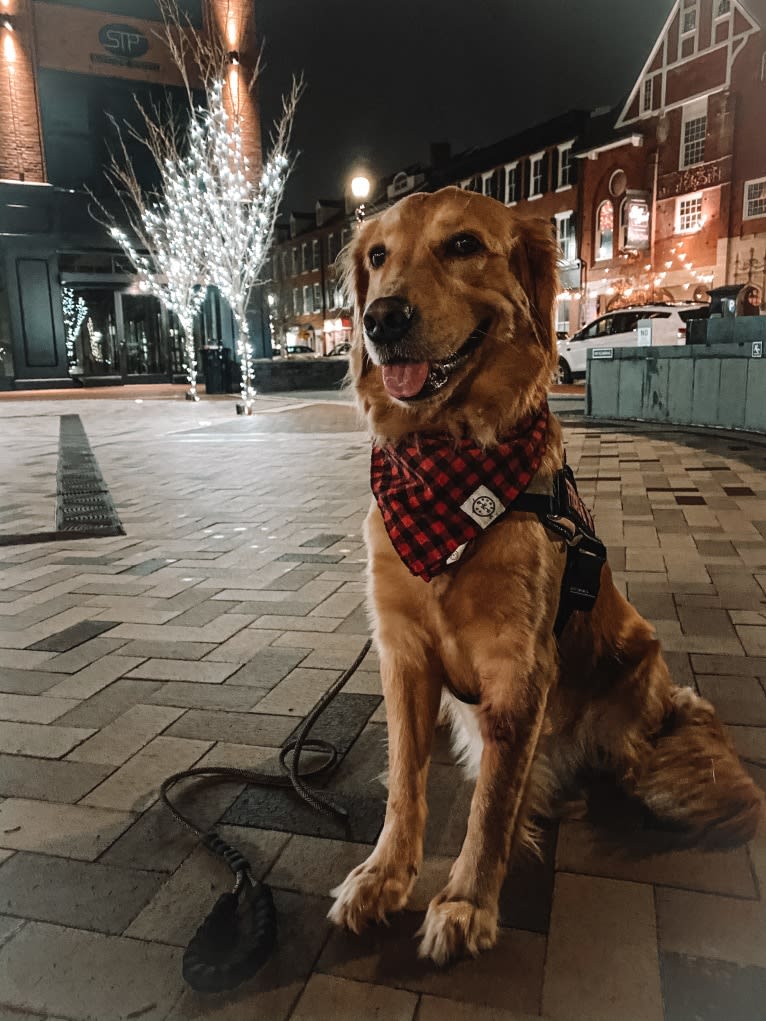 Marley, a Golden Retriever tested with EmbarkVet.com