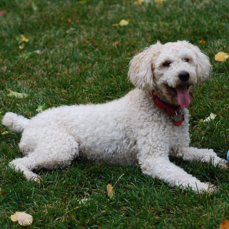 Fig, a Soft Coated Wheaten Terrier and Miniature Schnauzer mix tested with EmbarkVet.com