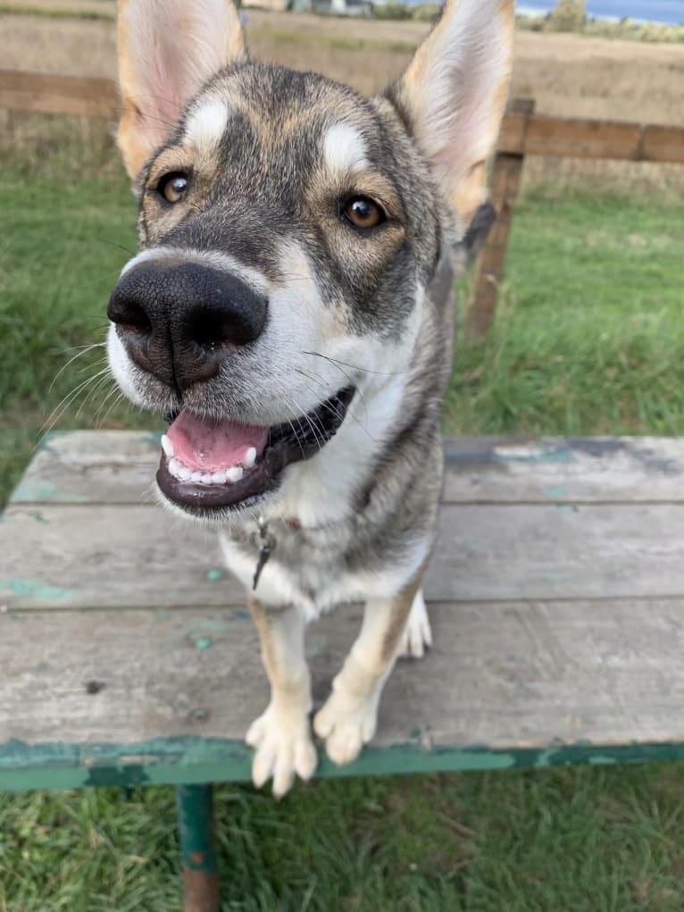 Pepper, a Siberian Husky and Alaskan Malamute mix tested with EmbarkVet.com