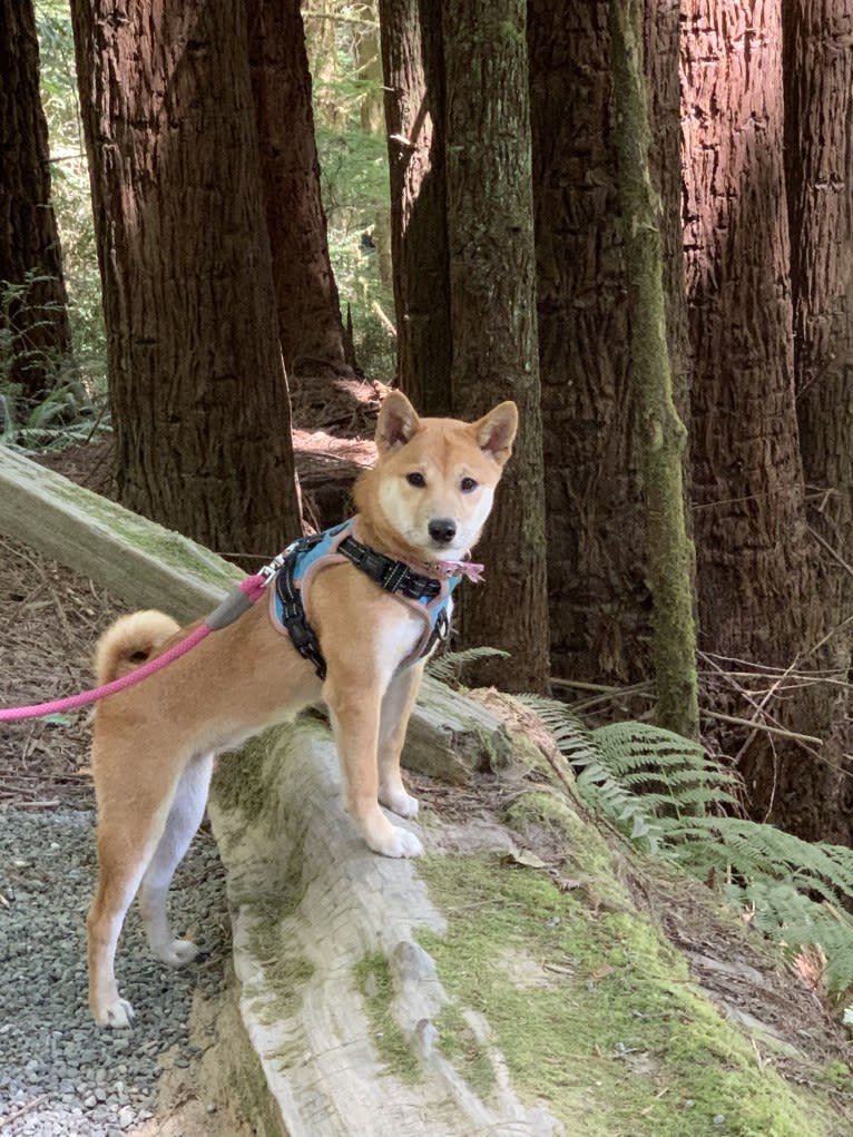 Madison, a Shiba Inu tested with EmbarkVet.com