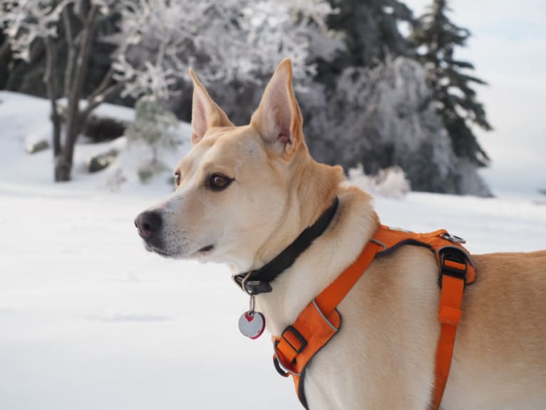 Leila, a Siberian Husky and Labrador Retriever mix tested with EmbarkVet.com