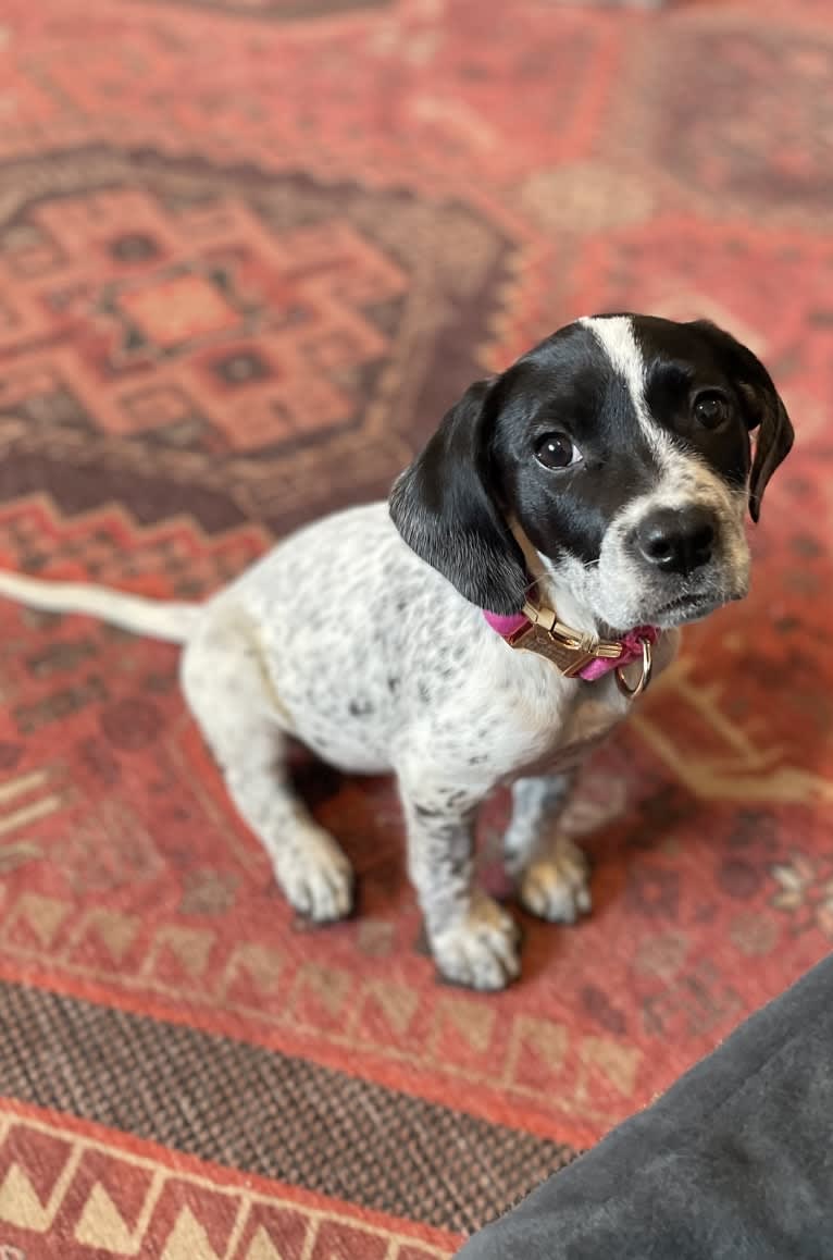 Opal, an American Pit Bull Terrier and German Shorthaired Pointer mix tested with EmbarkVet.com