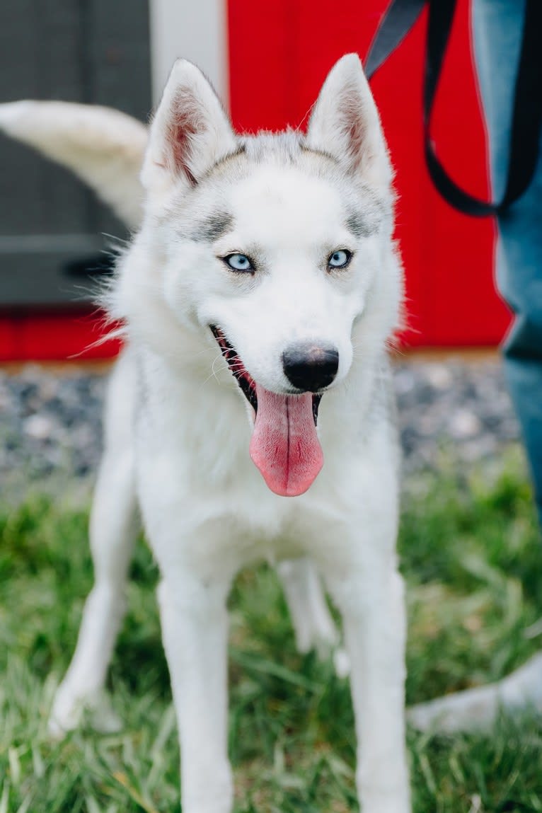 SZ Rolling Acres' River, a Pomsky tested with EmbarkVet.com